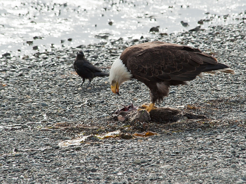 Alaska Wildlife-47.JPG